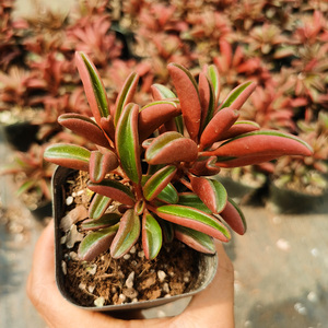 【红背椒草多肉老桩】红背椒草多肉老桩品牌,价格 - 阿里巴巴