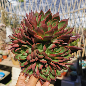 野马冬云多肉植物群生多头单头精选品质超红云南基地露养发货