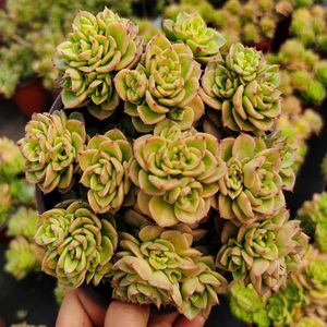 云南多肉植物黄金蜡牡丹群生多头实物实拍新品促销