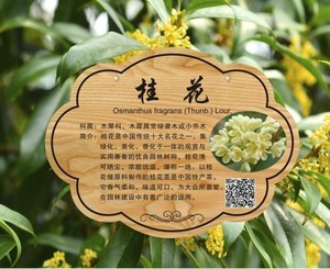 公园爱护花草标识牌花草牌亚克力植树节树牌植物挂牌树木认养介绍