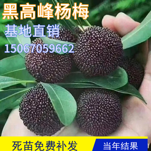 黑高峰杨梅树苗嫁接果苗盆栽大树庭院地栽果树南北方种植当年结果