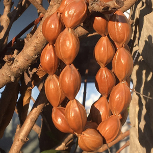 橄榄核铁核手串梅林