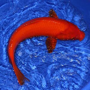 全红鲤红火锦鲤鱼活体鱼苗日本锦鲤冷水鱼宠物鱼风水鱼招财鱼