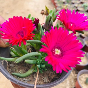 【奔龙】多肉植物肉肉盆栽花卉开花多肉老桩桌面室内净化一物一拍