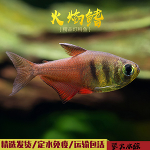 南美钻石火焰旗鱼 扯旗灯鱼 巴西钻石火焰鳍灯群游淡水观赏热带鱼