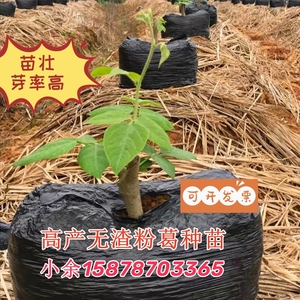 葛根苗新鲜粉葛种苗超高产无渣菜葛苗葛根种植苗葛藤苗满25元包邮