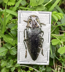 四眼罗氏四目虫吉丁标本lampropepla rothschildi满星吉丁甲虫