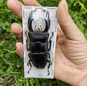 印尼大扁锹甲dorcus titanus真昆虫标本甲虫机械朋克工艺品科普