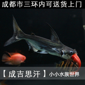 宠物鲨鱼淡水大白鲨