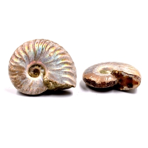 天然马达加斯加蜗牛叶菊石海螺化石七彩菊石化石地质科普教学标本