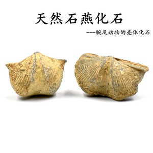 梦幻西游吸附石技能攻略如何提高成功率