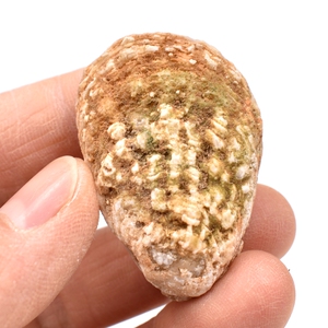 天然双壳动物扇贝化石玉化贝古海洋生物海螺化石地质科普教学标本