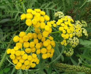 秋迹 摩洛哥有机蓝艾菊纯露 花水喷雾补水舒缓 修护敏感肌肤100ml