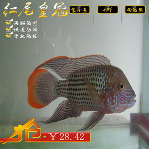 热带鱼观赏鱼 起头蓝宝石鱼玉面起头红尾皇冠鱼蓝面财神鱼活体
