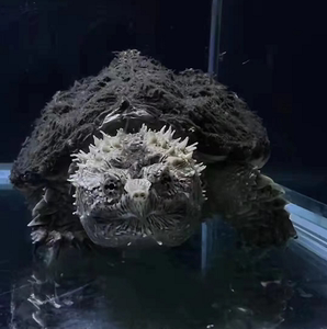 2022直播挑选萌宠活体 水族馆宠物龟 纯佛爆刺佛鳄龟