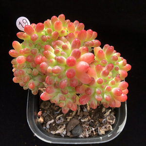 果冻乙女心缀化老桩超大多肉植物室内防辐射绿植花卉盆栽稀有品种