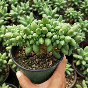 千代田之松缀化多肉植物老桩多头群生萌肉稀有缀化新手易养