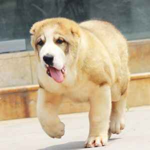 中亚牧羊犬超大