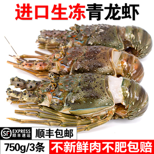 澳洲进口大小冻青龙虾面包帝王蟹鲍鱼海参螺海鲜水产鲜活3条750克
