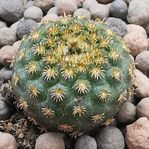 仙人球 土童属 豹之子 实生 1.5厘米