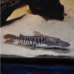 热带鱼观赏鱼大型淡水宠物活体好养鸭嘴鲨虎纹鲨鱼底层鱼凶猛食肉