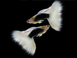 象牙白孔雀鱼直接下小鱼可繁殖小型热带观赏 胎生鱼活体