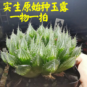 实生杂交原始种玉露尖叶窗面透亮一物一拍精品大颗多肉带盆土发货