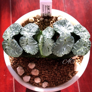 葵三条玉扇一物一拍带盆铭品十二卷多肉植物葵系玉扇肉肉迷你盆栽