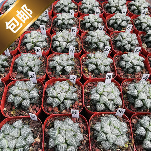 雪景色寿一物一拍带盆带带土发货根系好品相佳十二卷多肉植物