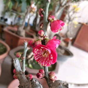 乌羽玉盆栽盆景老桩树苗室内花卉耐寒植物带花苞原生乌梅花苗庭院