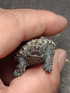 冰封的世界原种爆刺纯佛鳄龟苗幼龟活体宠物龟