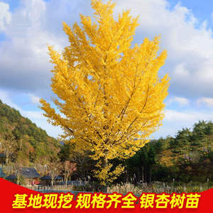金叶银杏树活苗室外树苗大树庭院风景树大型行道园林绿化工程苗木