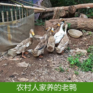 月月贝贝6淘宝苏北农家正宗散养藤子红脸鸭子 土番鸭土鸭番鸭老鸭