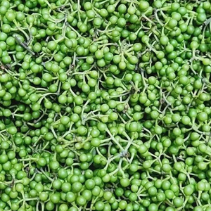 新鲜木姜子现摘野生山胡椒木江子山苍子木酱子山椒子山鸡椒现货