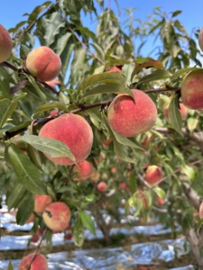 云南大理冬桃甜脆(非雪桃)今年已摘完,明年11月下旬成熟_阿里巴巴找货