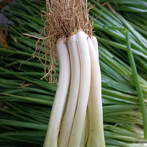 新鲜黄葱本地小黄葱河南分葱农家现挖现发大葱小香葱可吃可种包邮