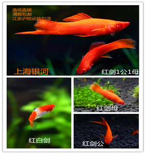 红剑鱼观赏鱼