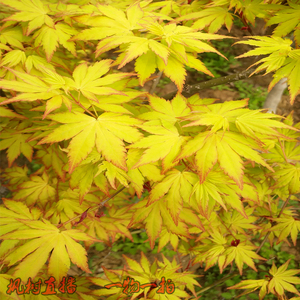 日本枫树苗庭院别墅地栽品种枫树浮云枫优雅枫黑姬橙之梦袖锦流泉