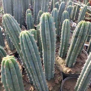 多闻柱 青绿柱 嫁接优良砧木 万杰园艺趣味仙人球庭院