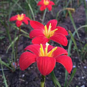 新加坡的骄傲万杰园艺小新满29元包邮大红色风雨兰