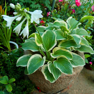 玉簪花苗 多年生宿根 耐阴耐热耐寒 观叶又观花植物 盆栽地栽都行