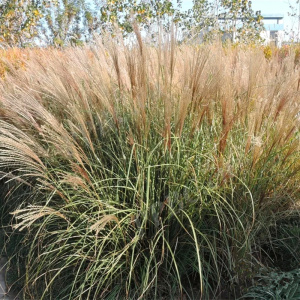 细叶芒花苗观赏草花叶芒盆栽庭院花园绿化花镜植物观叶多年生大苗
