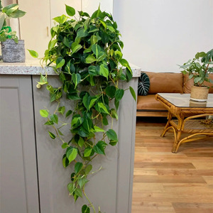 爬藤绿萝杏叶藤盆栽耐养室内垂吊四季常绿净化空气植物防辐射绿植