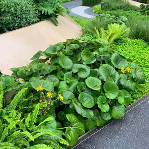 大叶吴风草盆栽庭院观叶多年生花镜植物四季常绿耐阴好养耐热耐寒