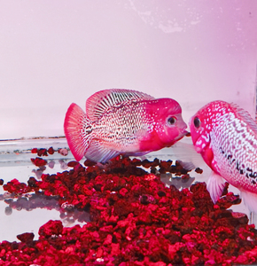 古典苗 泰国进口 古典金花  罗汉鱼苗  古典罗汉苗  瓜子苗泰古苗