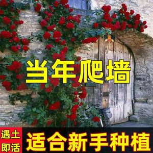 【无刺品种】庭院植物盆栽阳台藤本蔷薇花爬墙玫瑰月季四季大花卉