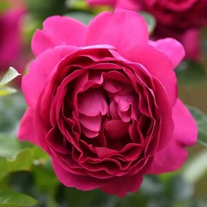 胭脂口红 月季花苗 玫瑰 灌木 多季勤花浓香 阳台庭院花园盆栽