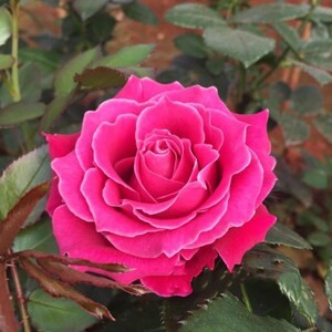 新品肯尼亚玫瑰大富贵月季花玫红色大花浓香直立性好阳台盆栽庭院