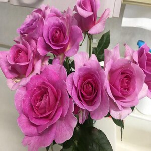 新品月季伊芙系列起风了大花切花品种浓香型包子灌木盆栽紫粉色