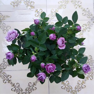 丹麦月季拉米炫耀多头丰花微型月季阳台盆栽庭院绿植